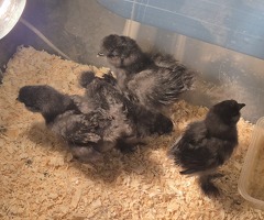 Silkie cuckoo chick's - 2