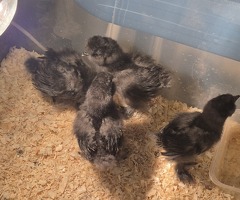 Silkie cuckoo chick's - 3
