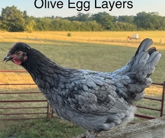 Point of Lay Hybrids for Sale! ???? ????