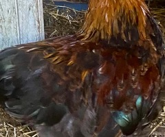 3 month old GOLD BRAHMA PARTRIDGE COCKEREL