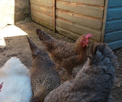 Six hens for sale - blue/olive/white/brown layers, 12 months old