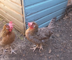 Six hens for sale - blue/olive/white/brown layers, 12 months old - 2