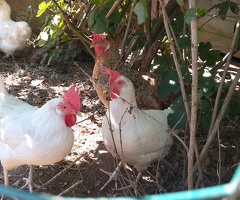 Six hens for sale - blue/olive/white/brown layers, 12 months old - 3