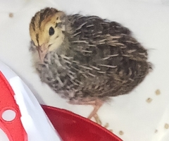 4 quails with some accessories £60