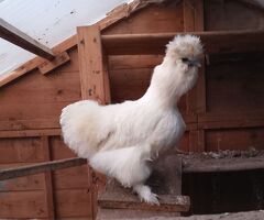 Six hens for sale - blue/olive/white/brown layers, 12 months old - 4