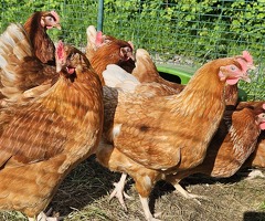 Job lot of hens just laying