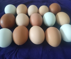 Hatching eggs