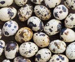 Fertile Coturnix Quail Eggs X12 (box)