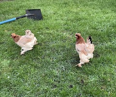 Three Pekin Bantam's, one a half years old.