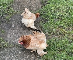 Three Pekin Bantam's, one a half years old. - 2