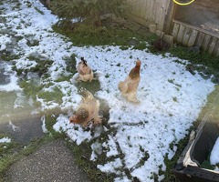 Three Pekin Bantam's, one a half years old. - 3
