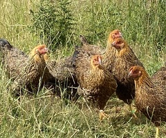 Gold Partridge Wyandotte