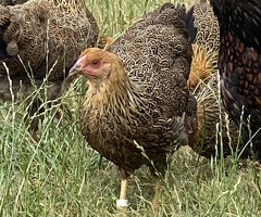 Gold Partridge Wyandotte - 2