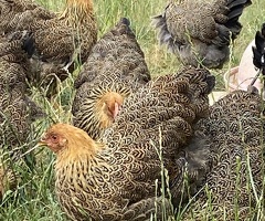 Gold Partridge Wyandotte - 3