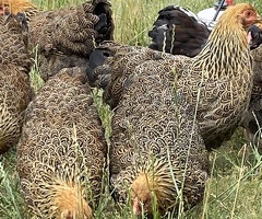 Gold Partridge Wyandotte - 4