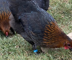Black Copper Hens