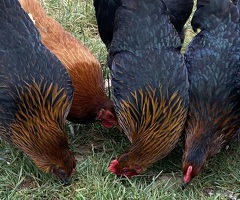 Black Copper Hens - 2
