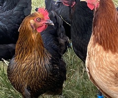 Black Copper Hens - 3