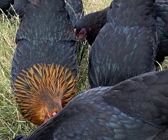 Black Copper Hens - 4
