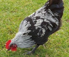 Silver marans cockerals