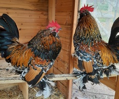 Barbu d'uccle chicks