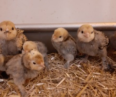 Barbu d'uccle chicks - 2