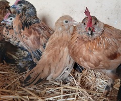 Barbu d'uccle chicks - 3