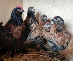 Barbu d'uccle chicks - 4