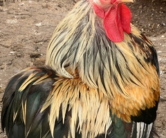 Pekin cockerel