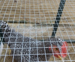 Chicken - 2