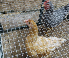 Chicken - 3