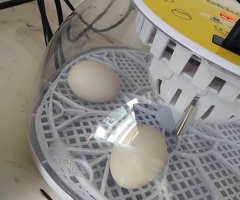 Chicken - 4