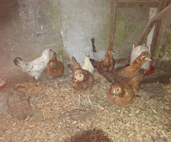 Silkie cross young bantam pullets