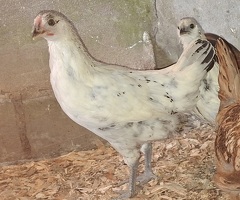 Silkie cross young bantam pullets - 2