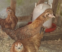 Silkie cross young bantam pullets - 3