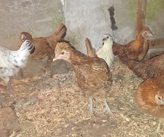 Silkie cross young bantam pullets - 4
