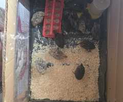 Fertile quail eggs,  chicks,  Adult male & female quails