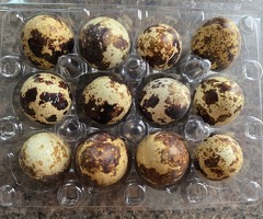 Fertile quail eggs,  chicks,  Adult male & female quails - 2