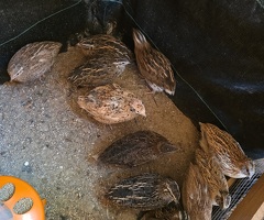 Fertile quail eggs,  chicks,  Adult male & female quails - 3