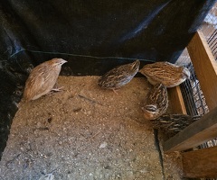 Fertile quail eggs,  chicks,  Adult male & female quails - 4