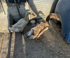 Two runner ducks