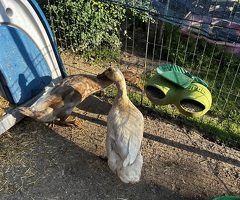 Two runner ducks - 2