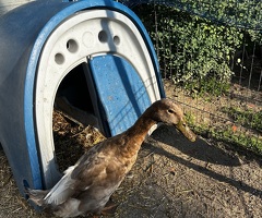 Two runner ducks - 3