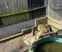 Two runner ducks - 4