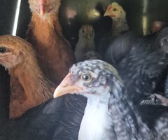 Chicks for sale!