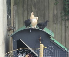 Chicks for sale! - 2