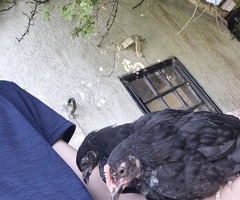 Chicks for sale! - 3