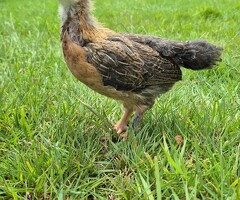 Chicks for sale! - 4