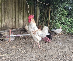 Fertilised eggs - 2
