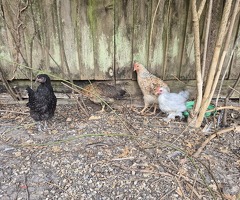 Fertilised eggs - 3